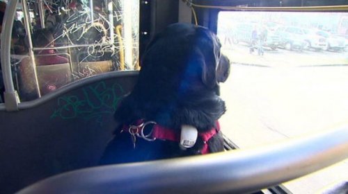 Este cachorro vai todo dia por conta própria ao parque