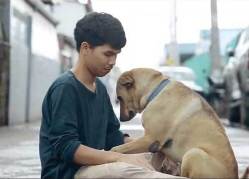 Um jovem dá o primeiro abraço em cães sem-teto