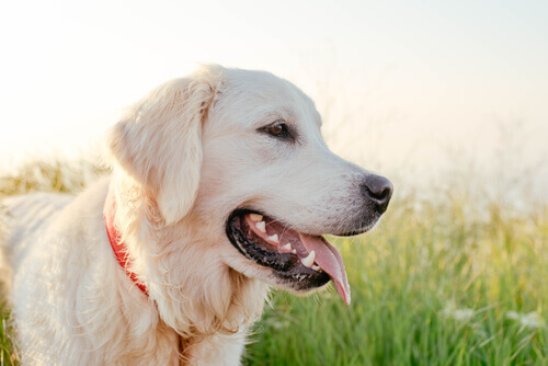 Quais raças de cães são as mais inteligentes?