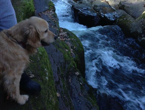 O golden retriever Watson e suas divertidas fotos