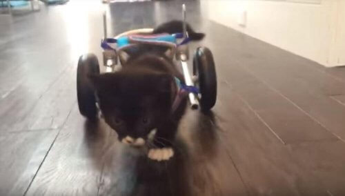 Conheça Cassidy, um gatinho que voltou a andar graças às novas tecnologias