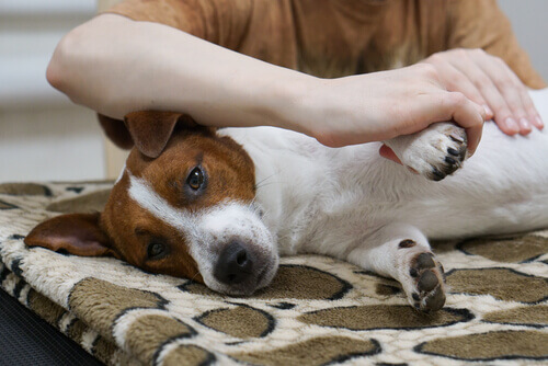 Você sabe como fazer uma massagem no seu cão?