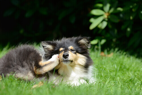 6 remédios caseiros para enfrentar as pulgas