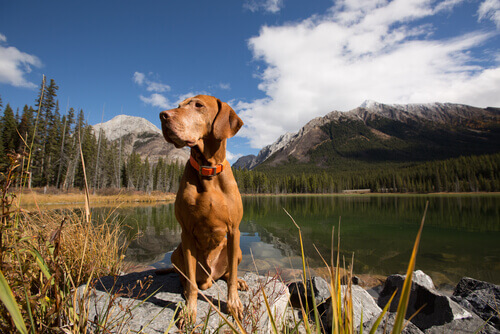 O sexto sentido do cão