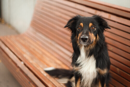 A castração faz bem para o seu bichinho de estimação?
