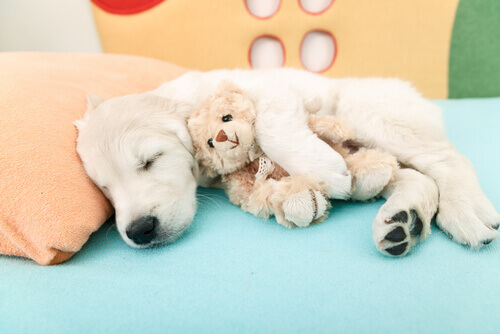 Airbnb para cachorros: uma nova alternativa