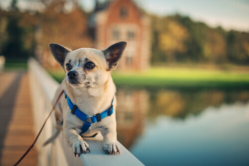 cachorro em frente à casa