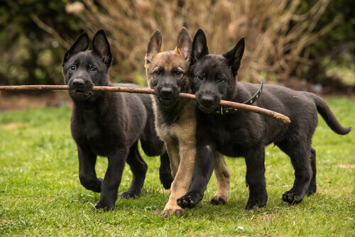 Oito raças de cachorros que são carinhosos
