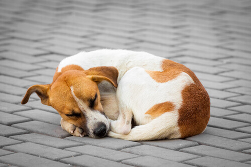Cão deitado dormindo na calçada