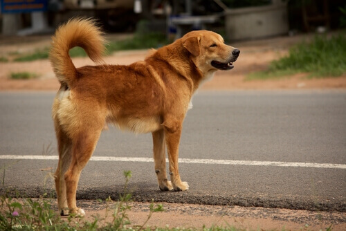 Cão perdido ou vira-lata atravessando a rua