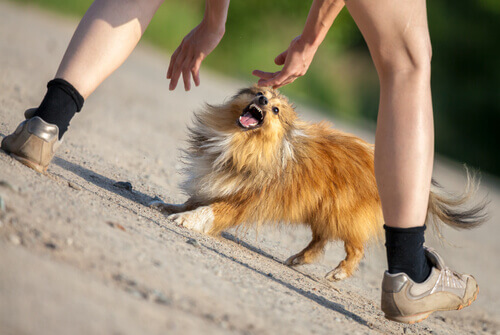 O que fazer se um cão te atacar?