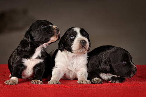 A educação básica para um filhote