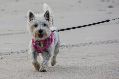 Erros que cometemos quando saímos para passear com o cachorro