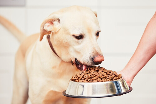 Como evitar que o cachorro coma depressa