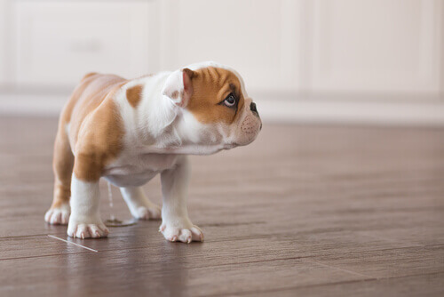Dicas para evitar que seu cachorro faça xixi dentro de casa