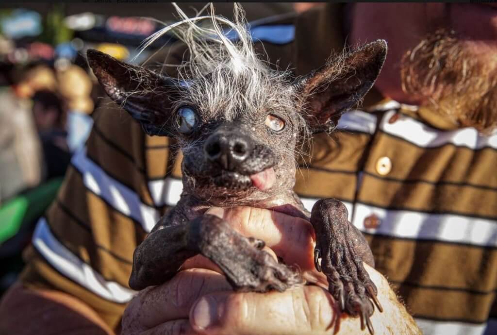 Um concurso que premia a lealdade dos bichos de estimação