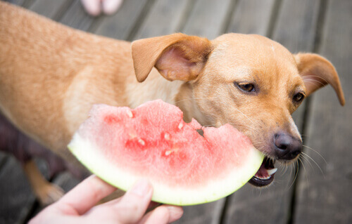Existem frutas recomendadas para cachorros?
