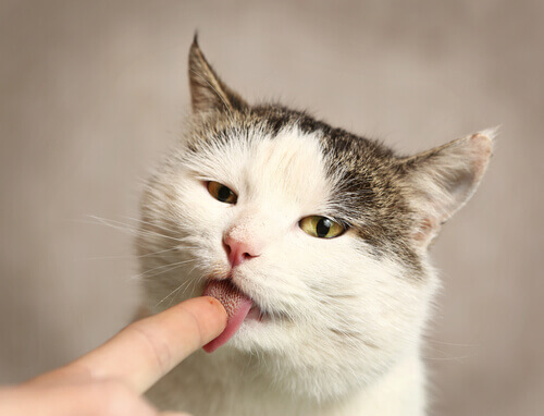 Por que meu gato me lambe?