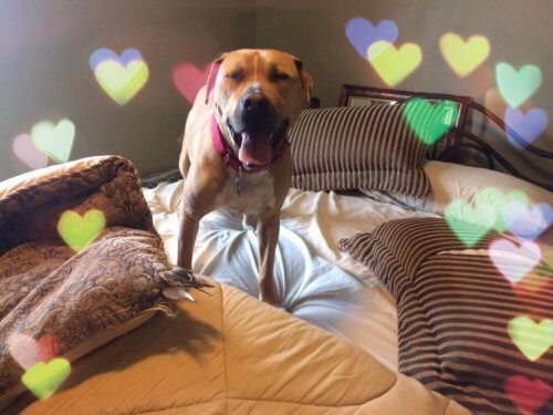 A triste história de Bear, um cachorro que vivia em uma sociedade protetora dos animais