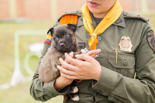 Uma série homenageia os cães-policiais