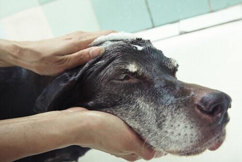 A limpeza do cão sem precisar de banho