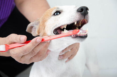 Como evitar o mau hálito nos cachorros