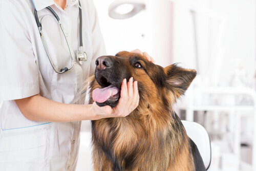 Cachorro pastor-alemão na veterinária para castração