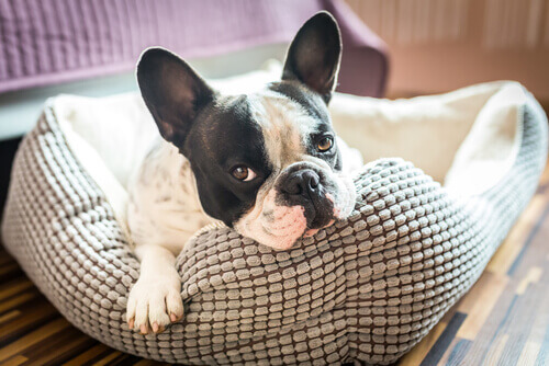 Como escolher a melhor cama para o seu cachorro