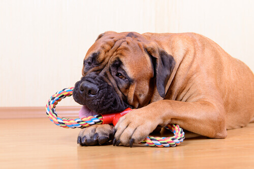 Por que o seu cachorro prefere um brinquedo ao outro?