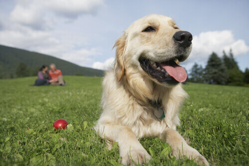 Mulheres ou Homens, quem se dá melhor com os cães?