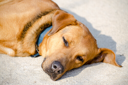 Cão deitado ao sol