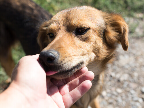 Por que os cães ficam nos lambendo