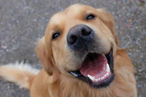 Como cuidar dos dentes do cão