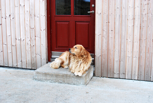 cão em frente à porta