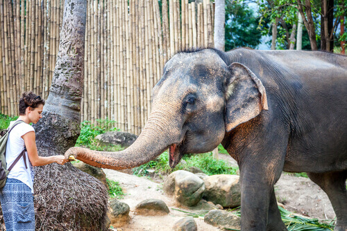 O santuário de animais de Angelina Jolie