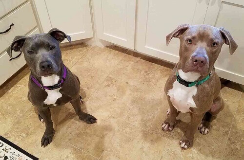 Hensel e Gretel, uma bela história