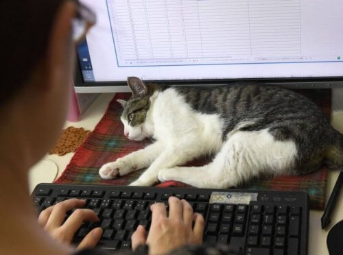 No Japão, o gato trabalha
