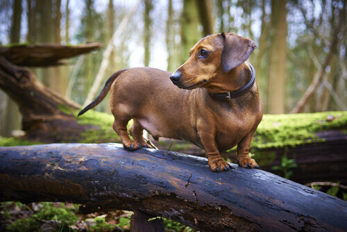 Cão marrom da raça teckel sobre um tronco, na floresta