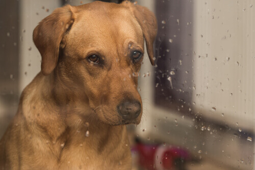 cão olhando para chuva triste