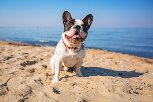 A água do mar faz bem para seu cão?