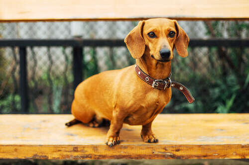 Cão marrom da raça teckel