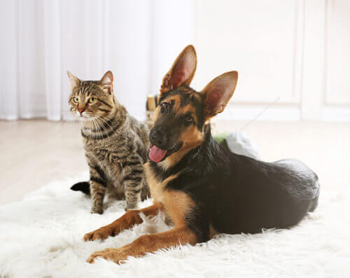 Cão e gato sobre um tapete branco na sala