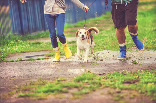 cachorro correndo na chuva com seus donos