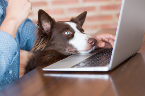 Cachorro com a cabeça encostada no laptop do dono: cães no trabalho