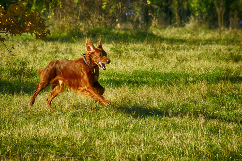 Cachorro correndo ao ar livre