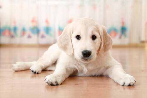 filhote de labrador esparramado no chão