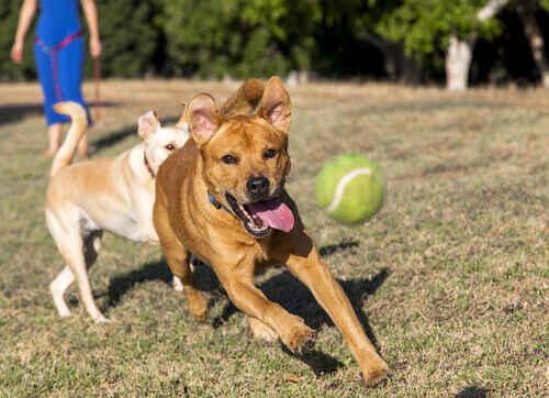 Como ensinar seu cão a trazer a bola