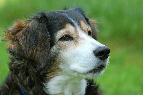 Como ajudar um cachorro que está se engasgando?
