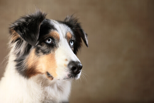 Seu cão tem a capacidade de te enganar?