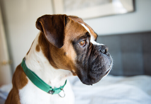 Depressão canina: prevenção e tratamento